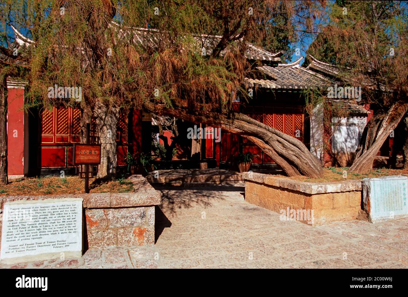 500 YEARS OLD WILLOW TREE (TAMARIX CHINENSIS) IN FRONT OF LIULI CON ...
