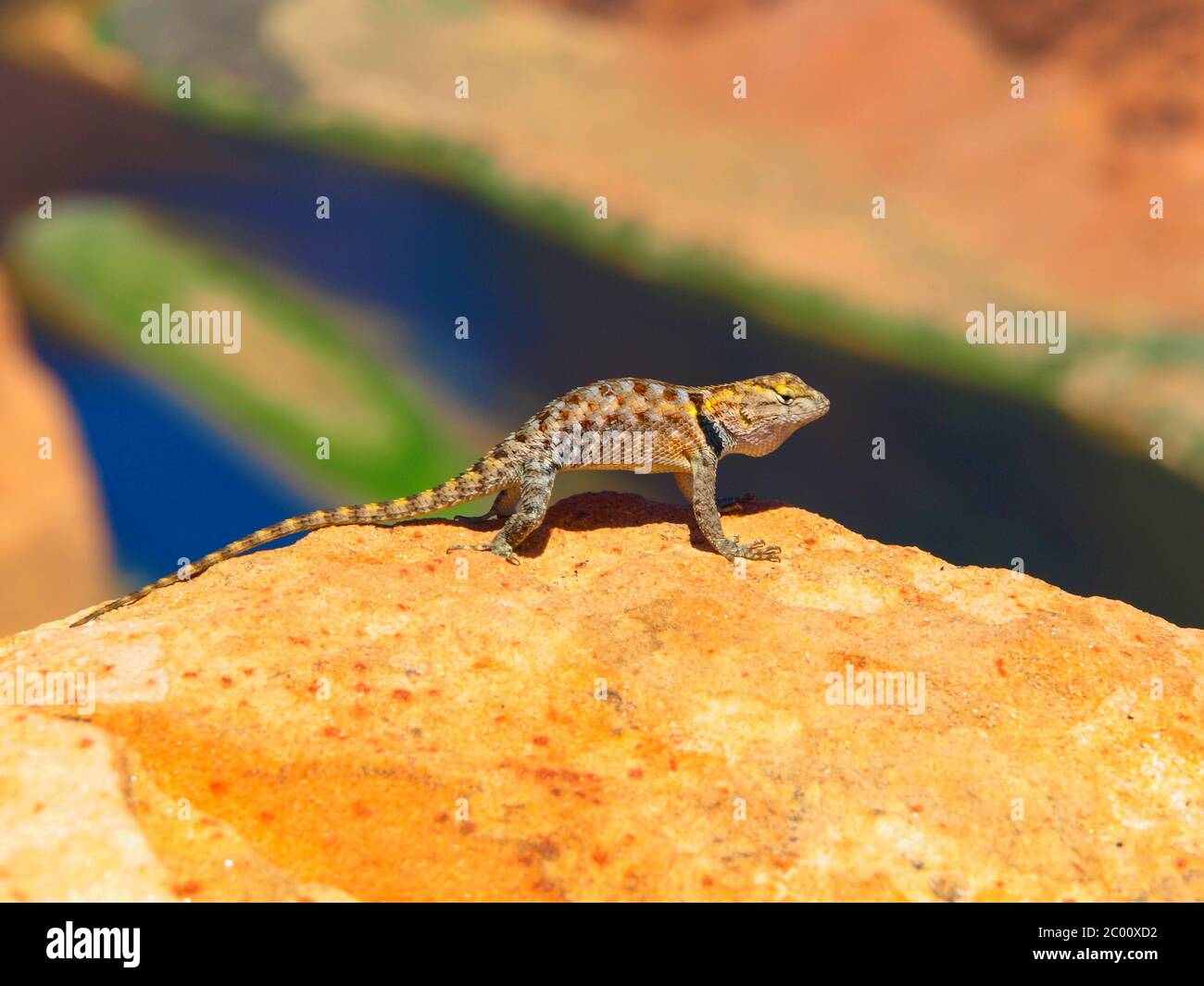 Colorful sagebrush lizard on the rock at Colorado Horshoe Bend, Arizona, USA Stock Photo