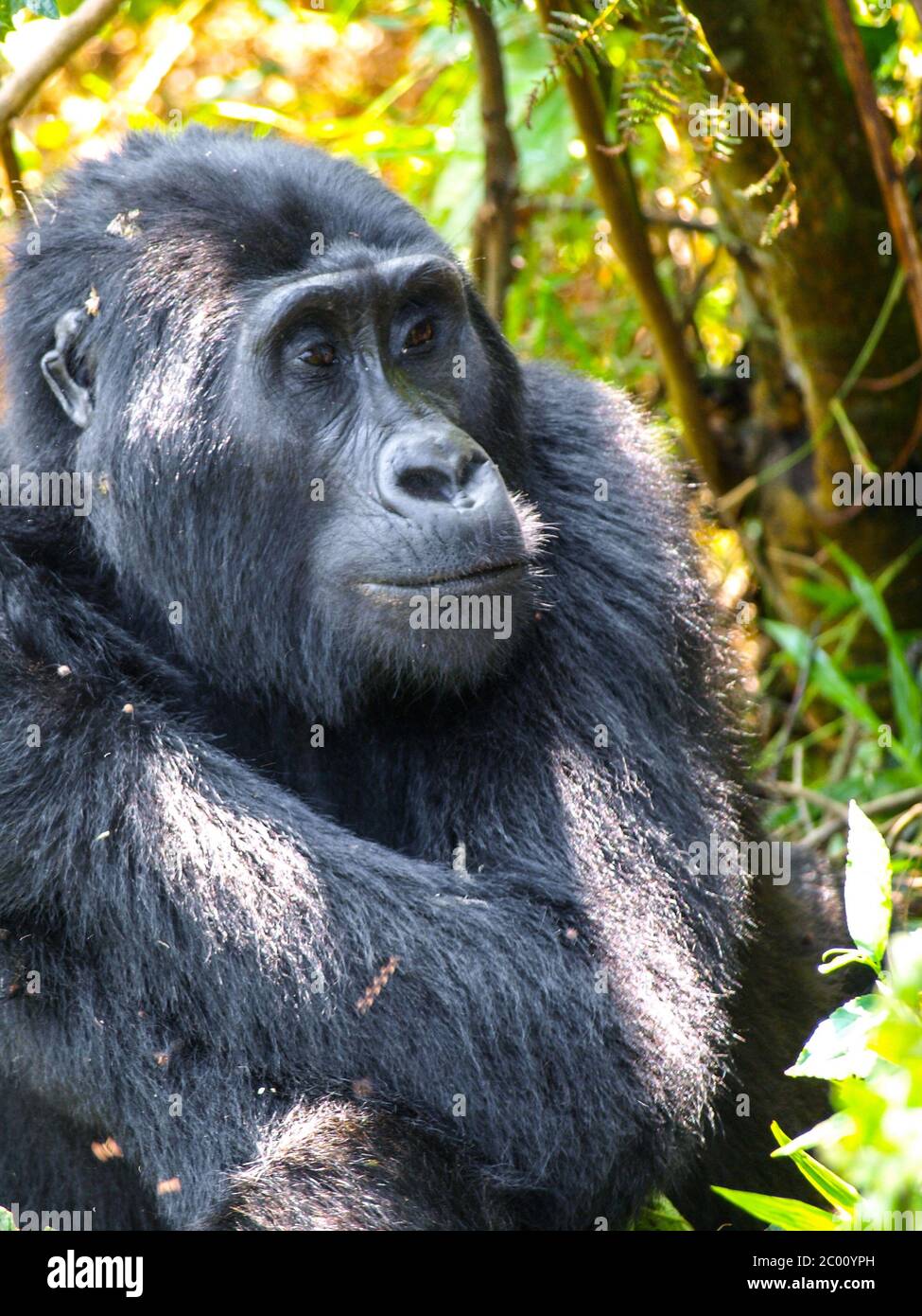 Portrait of adult female eastern gorilla, Gorilla beringei, in natural habitat. Critically endangered primate. Green jungle forests of Bwindi Impenetrable National Park, Uganda, Africa. Stock Photo