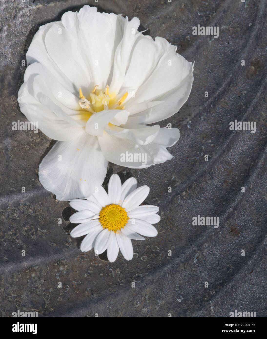 White flower arrangement hi-res stock photography and images - Alamy