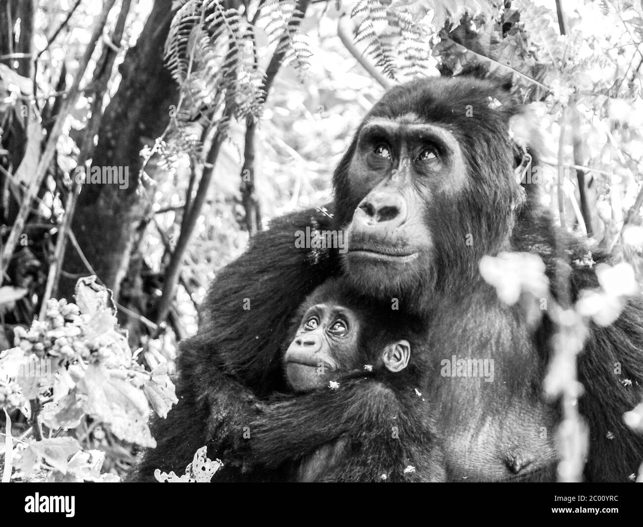 Mountain gorilla family - young baby with sad eyes protected by its mother in the forest, Uganda, Africa. Black and white image. Stock Photo
