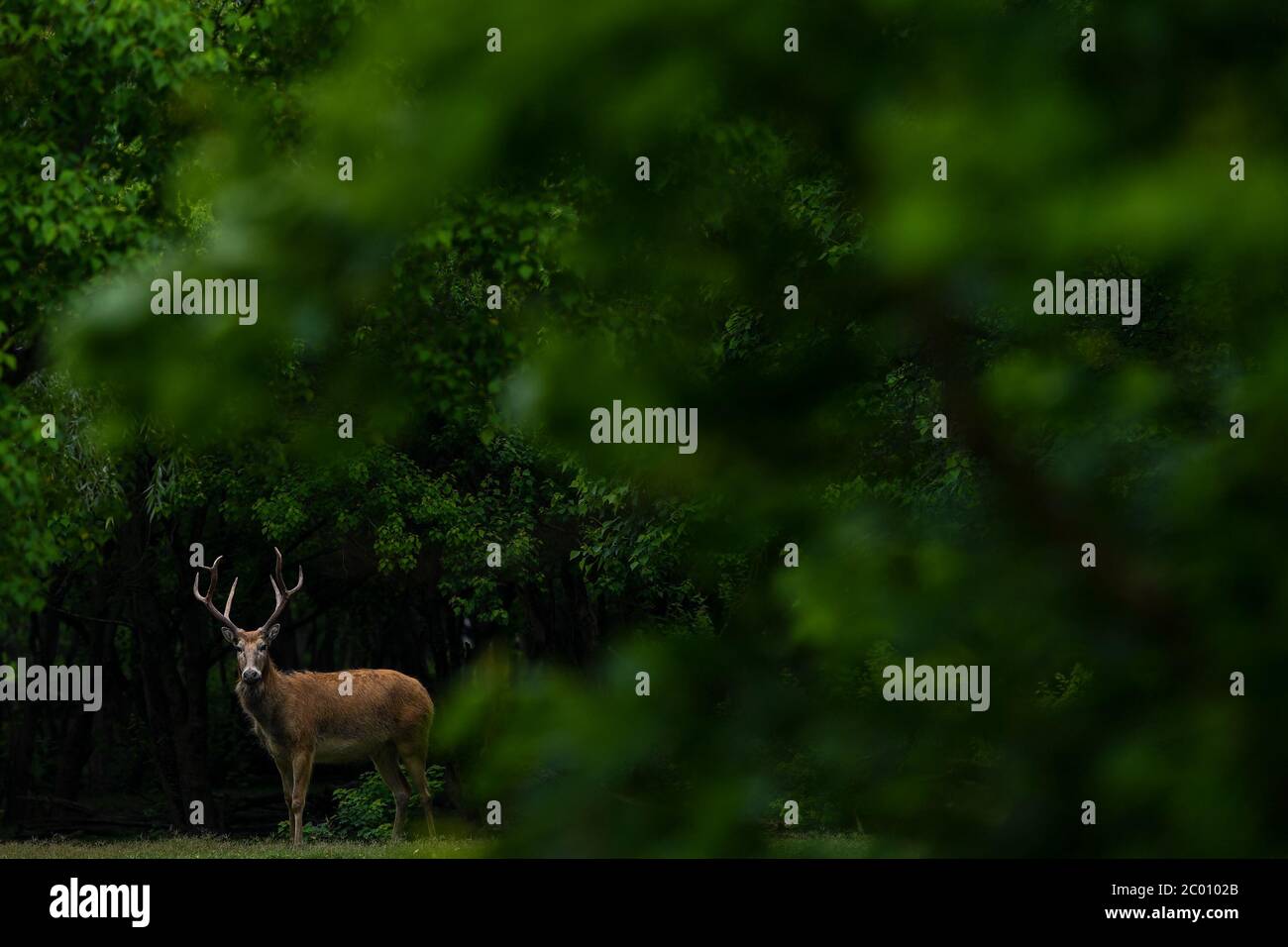 Beijing, China. 9th June, 2020. An elk is seen at the Dafeng Milu National Nature Reserve in east China's Jiangsu Province, June 9, 2020. Credit: Li Bo/Xinhua/Alamy Live News Stock Photo