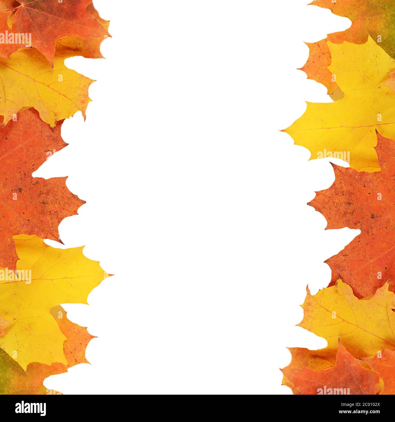 Autumn maple leaves isolated on white Stock Photo - Alamy
