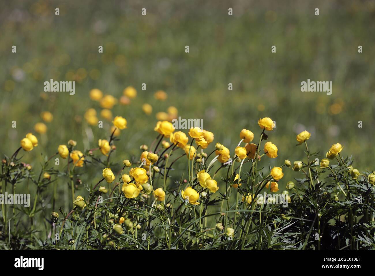 Globeflower blooming on a mountain meadow Stock Photo