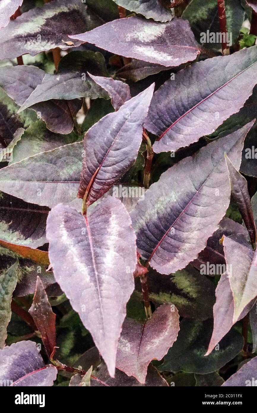 Persicaria microcephala 'Red Dragon' beauty of leaves Stock Photo