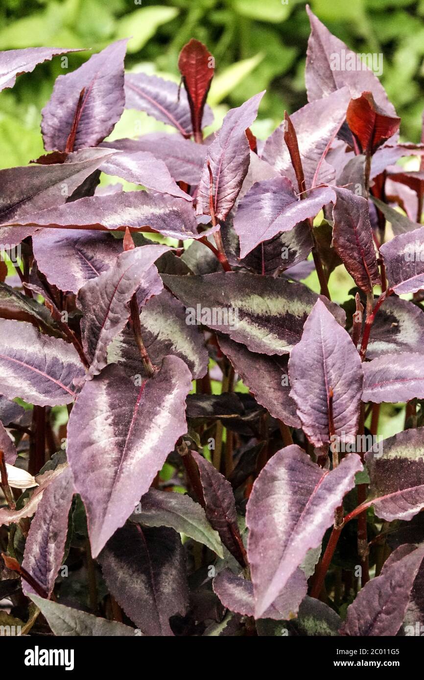 Persicaria Red Dragon nice foliage Stock Photo