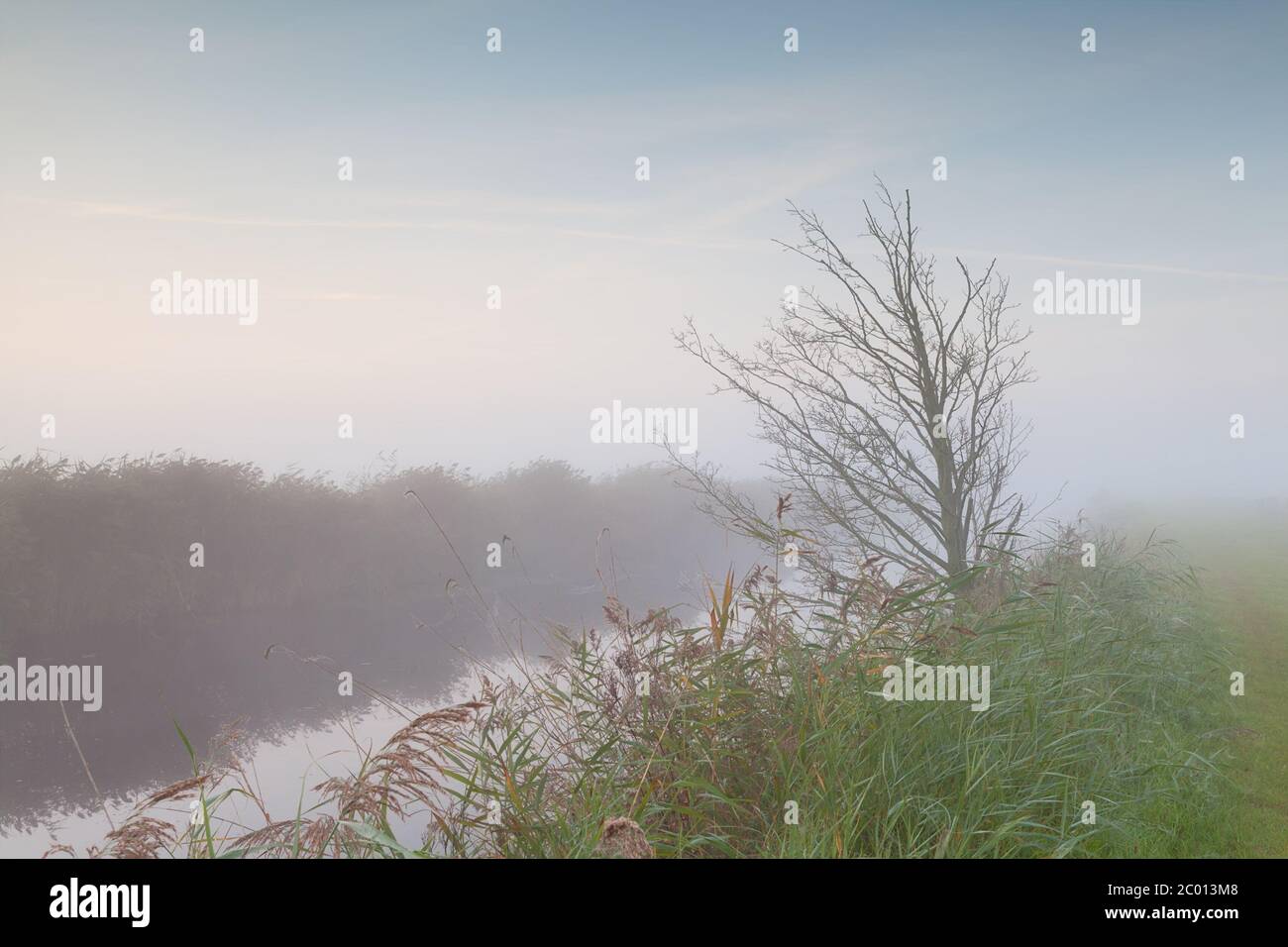 Tree fog autumn hi-res stock photography and images - Alamy