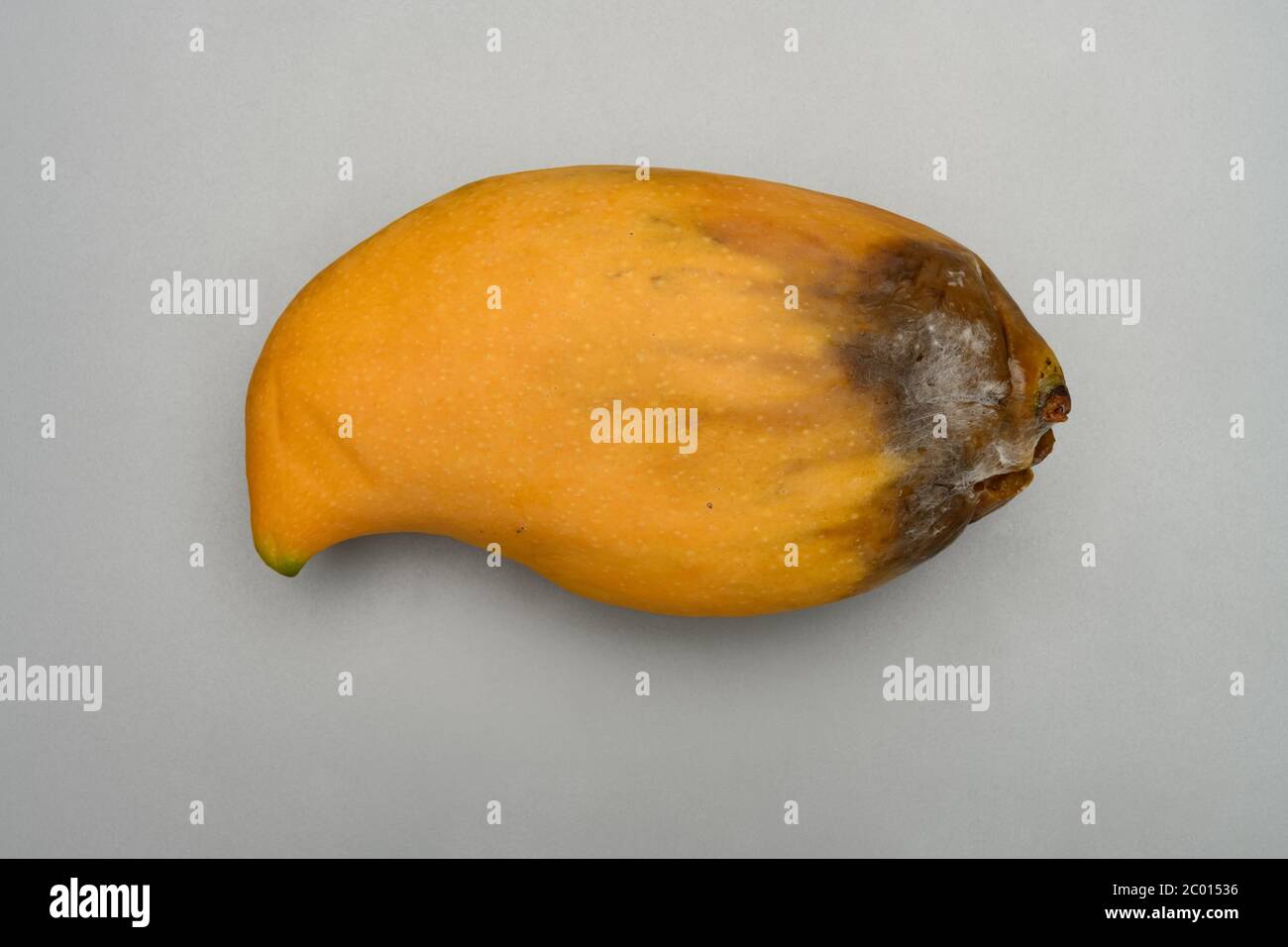 Yellow Rotten Mango Fruit Isolated on Wood Stock Image - Image of hanger,  isolated: 81459851