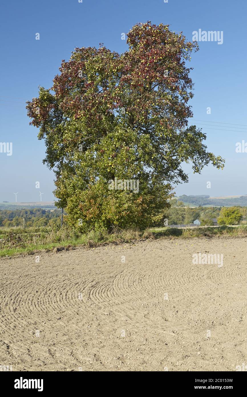 Pear tree - landscape with pear tree Stock Photo