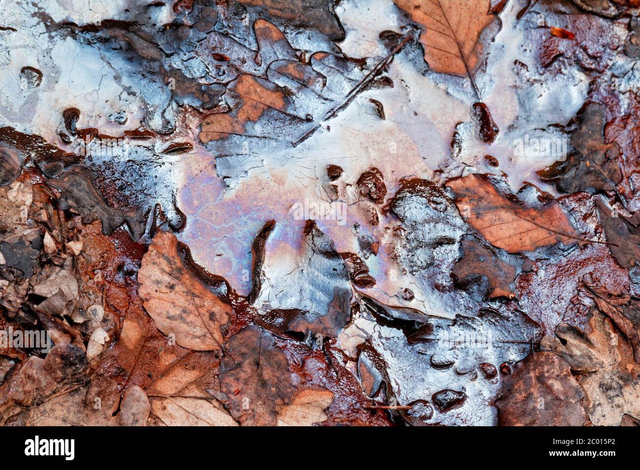 Leaves in the oily water Stock Photo
