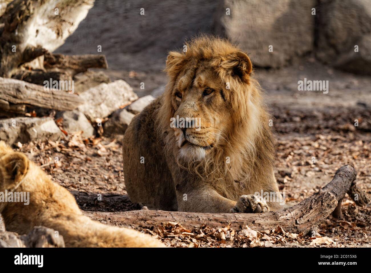 Lion roar isolated hi-res stock photography and images - Alamy