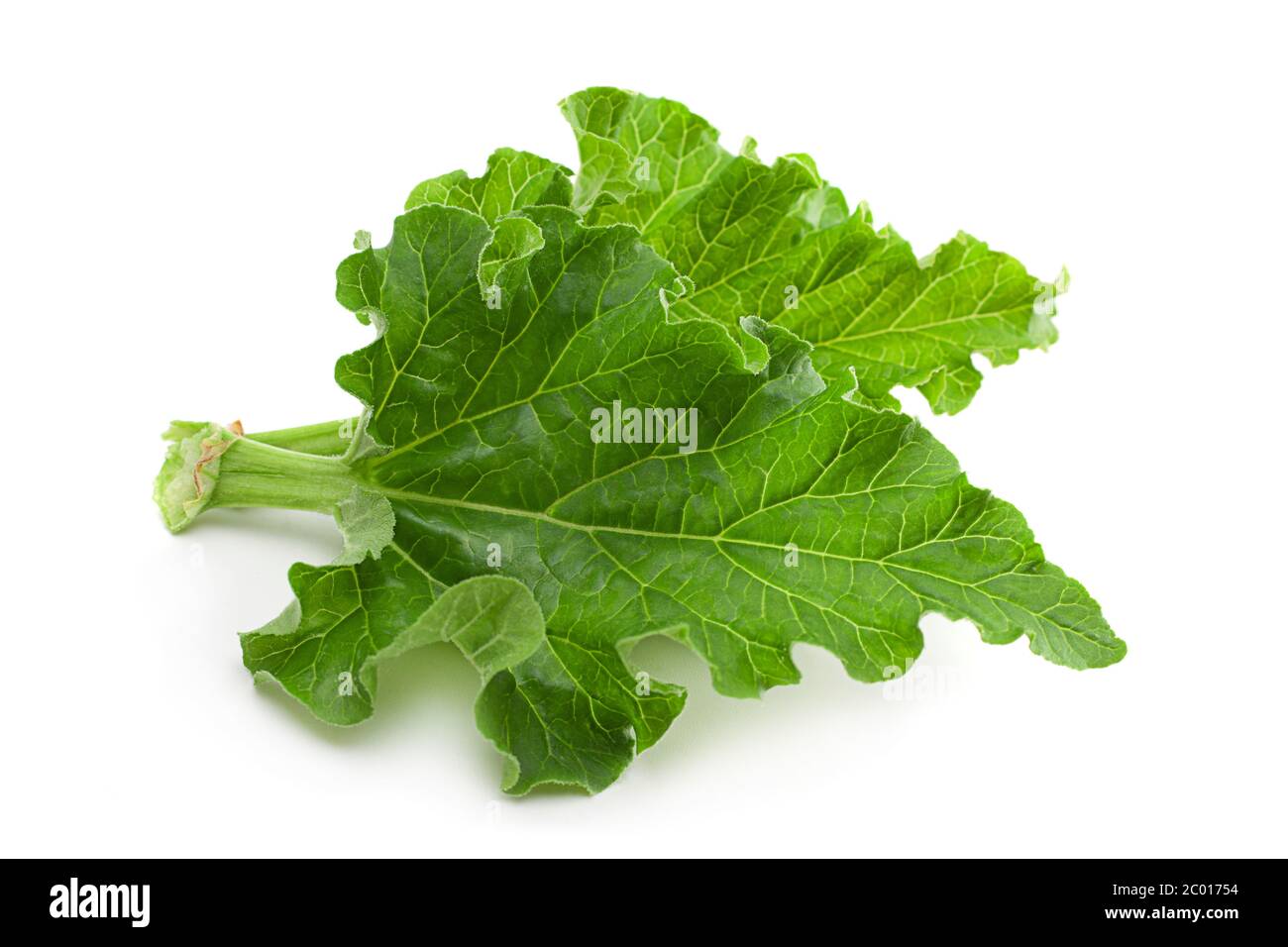 Rhubarb leaf closeup isolated on white background Stock Photo