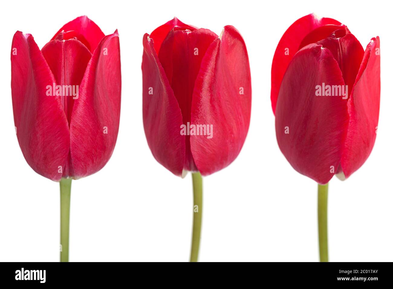 Red tulip flower blossom isolated on white Stock Photo