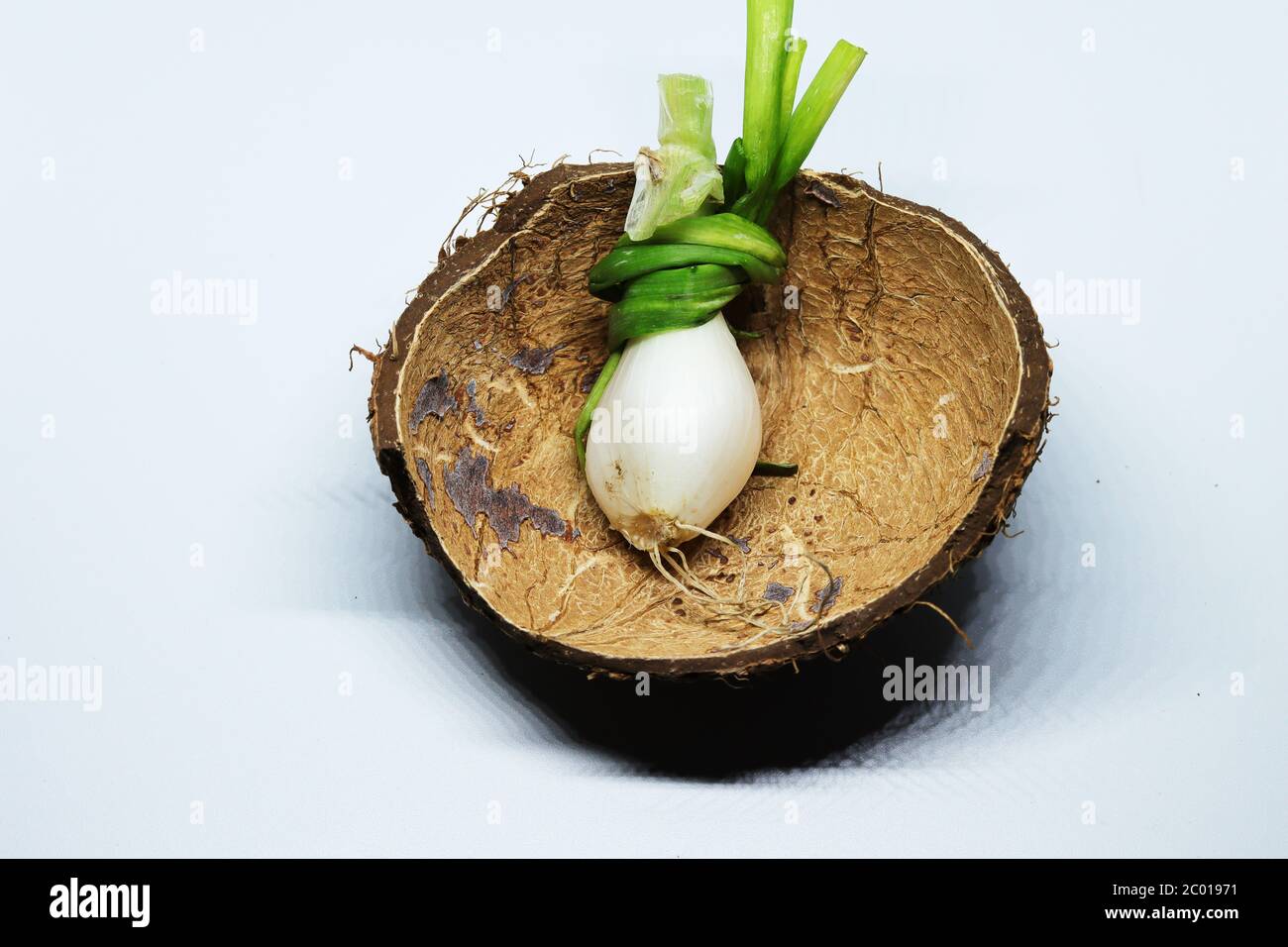 Spring Onion With Roots Fresh Green Spring Onion With Roots On An Isolated White Background ...