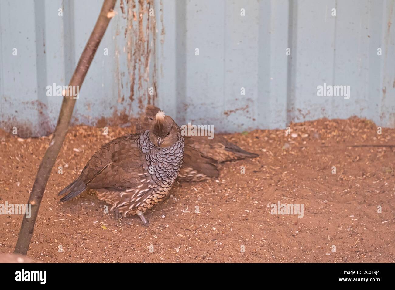 Two common Quail, Coturnix coturnix, birds in the nature habitat. Quail