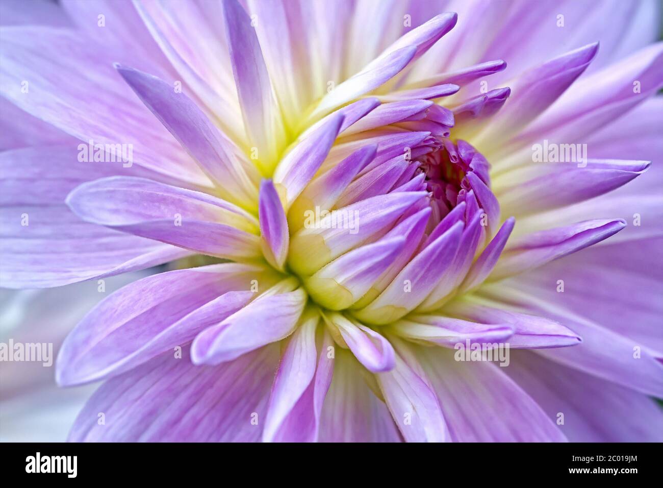 Large purple dahlia flowers hi-res stock photography and images - Alamy