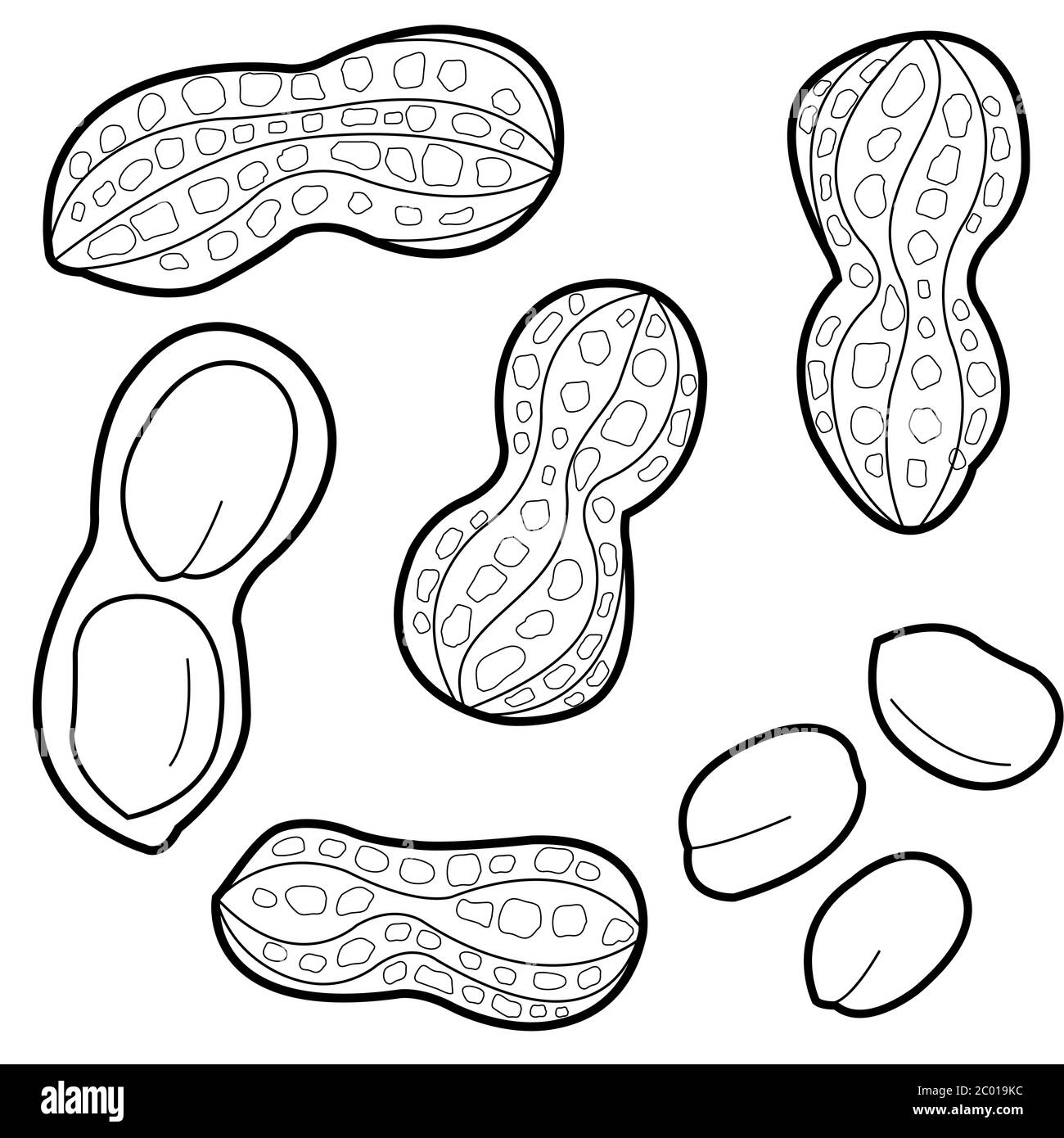 peanut plant coloring page