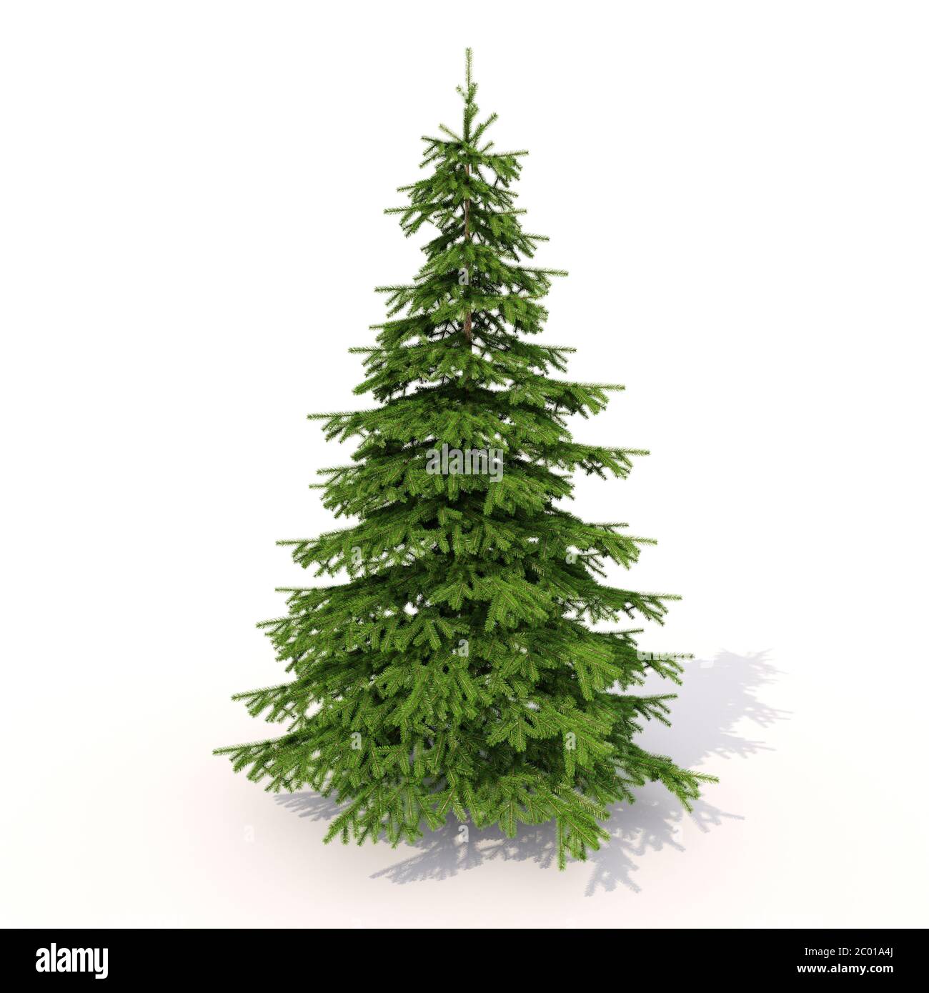 Spruce on white Stock Photo