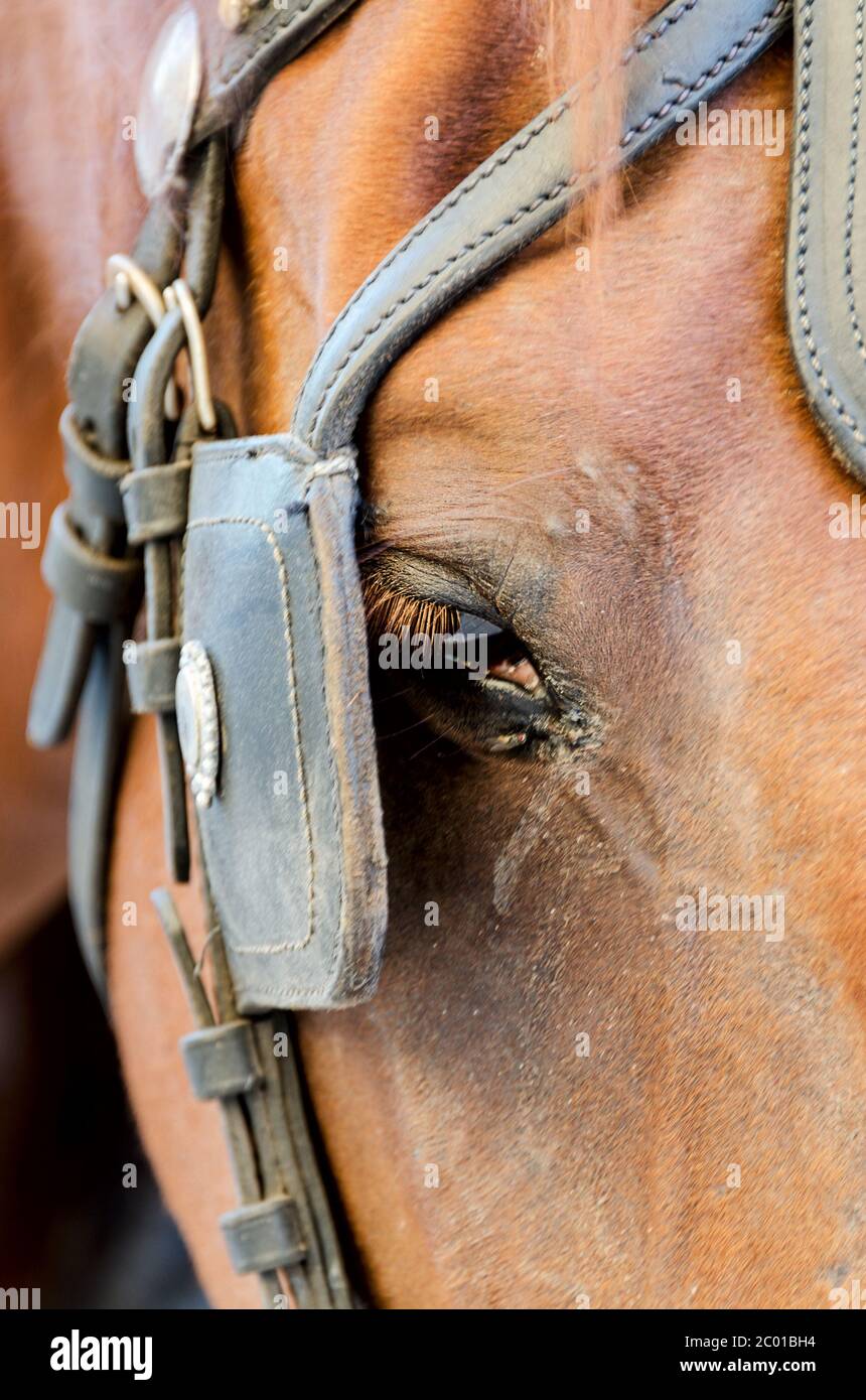 Brown horse head close up with tear mark Stock Photo Alamy