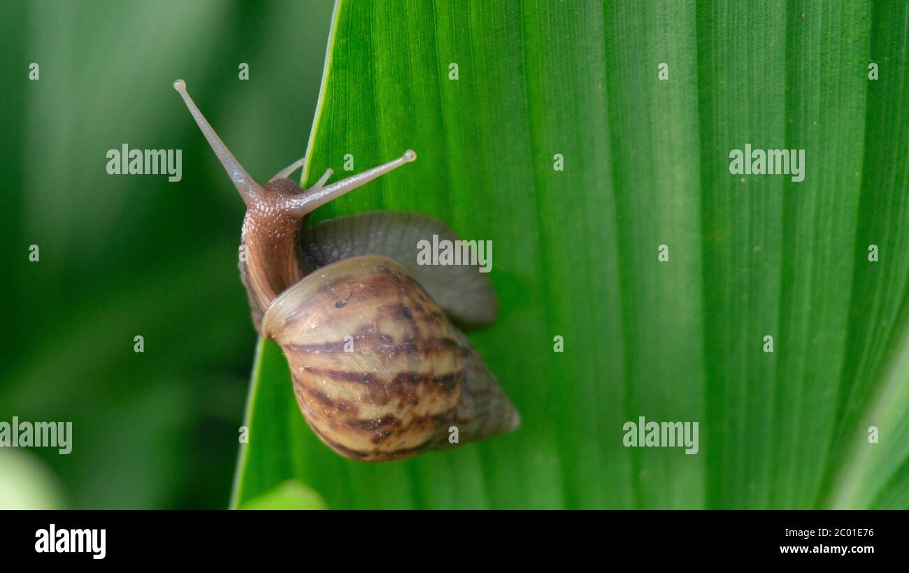 Achatina fulica, land snails belonging to the Achatinidae tribe
