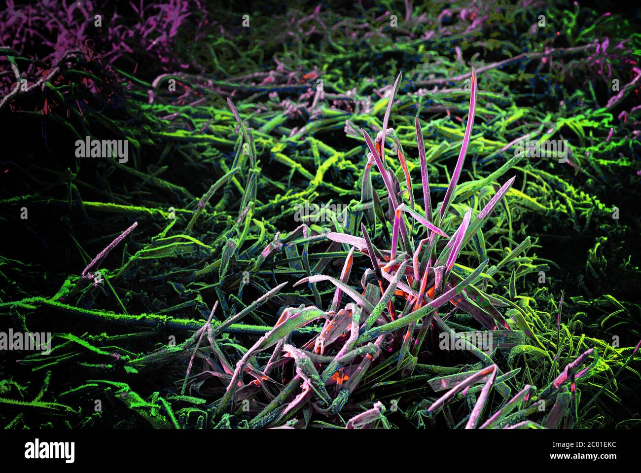 Abstract frosty grass Stock Photo