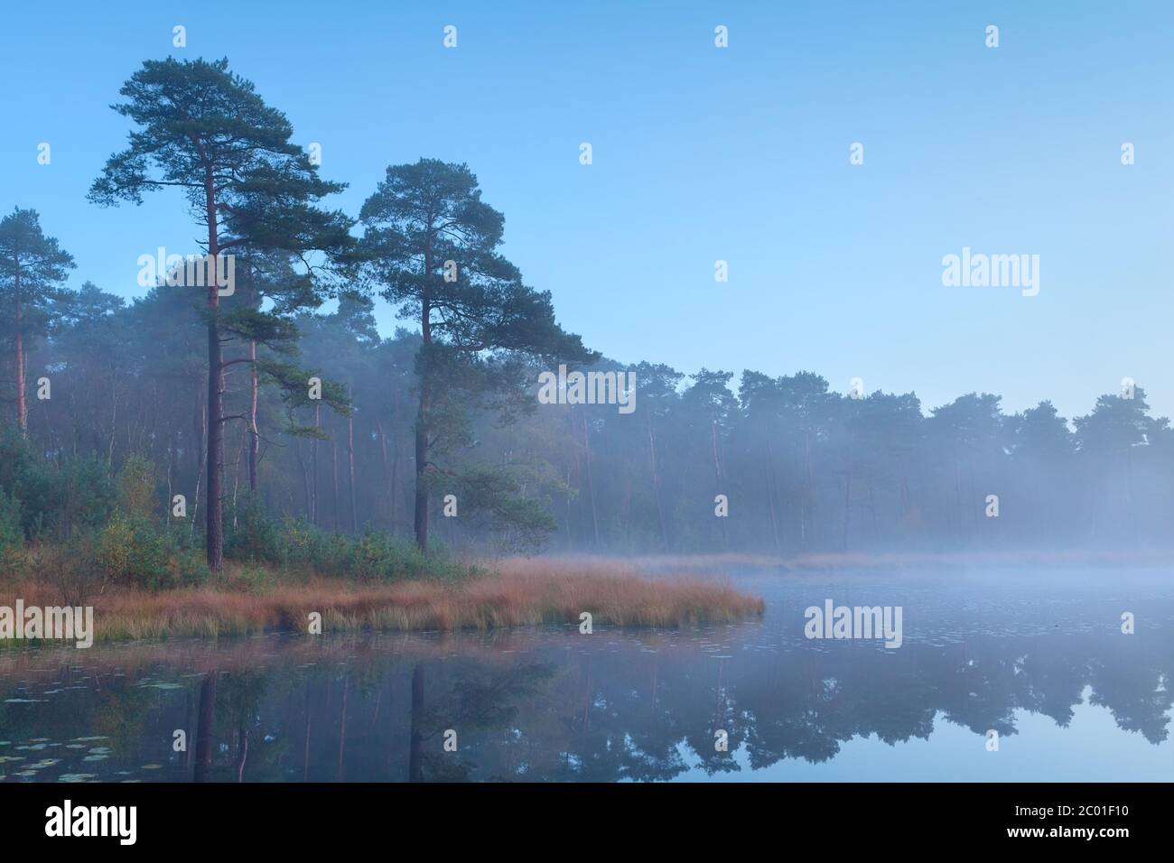 Reflection coniferous forest lake hi-res stock photography and images ...