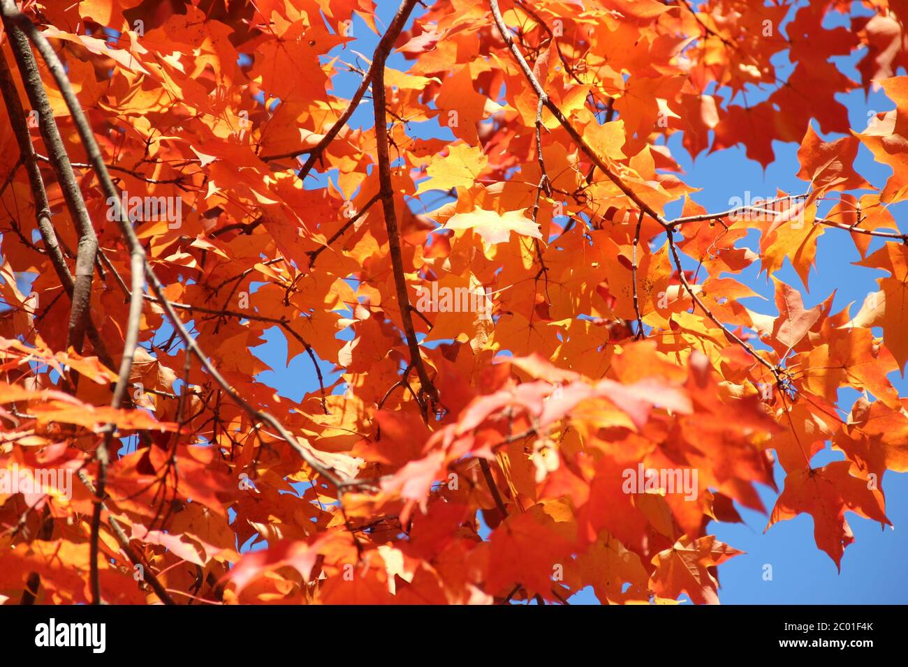 A sugar maple tree showing its beautiful coloured leaves during autumn