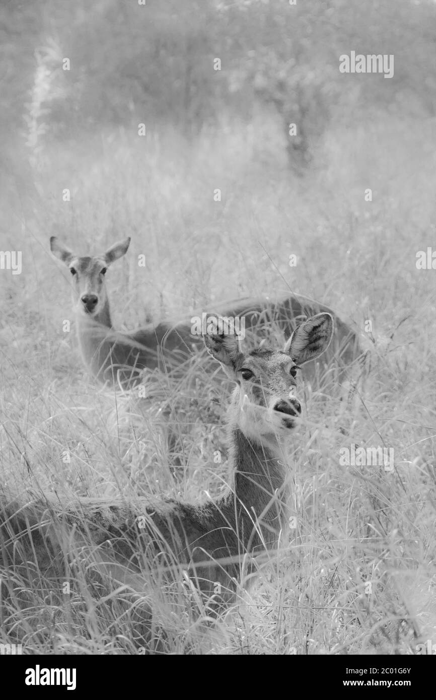 The nature in black and white, impala in their environment Stock Photo