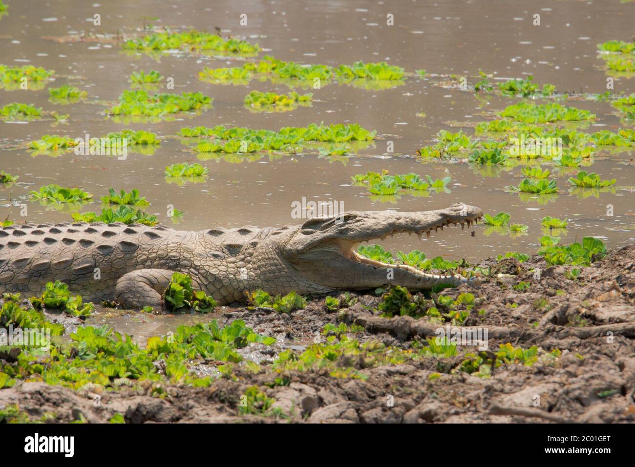 Crocodile along South Luangwa River, zambia wildlife Stock Photo
