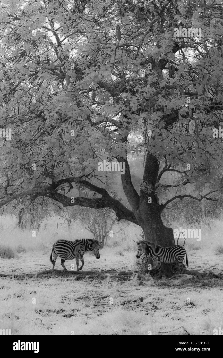 Two black and white zebras under a tree Stock Photo