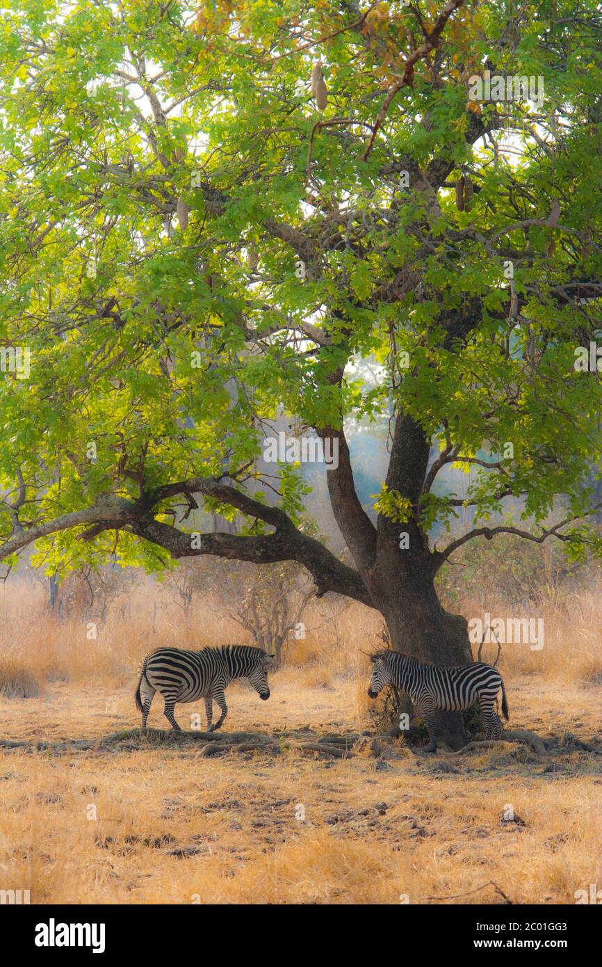 a zebra under a tree, in south luangwa national park Stock Photo