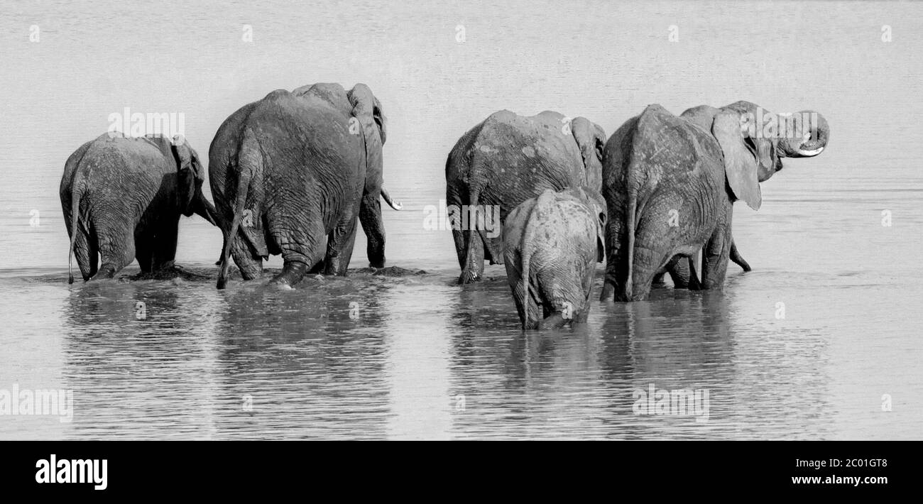 elephant's familiy in the south luangwa river, black and white photography Stock Photo