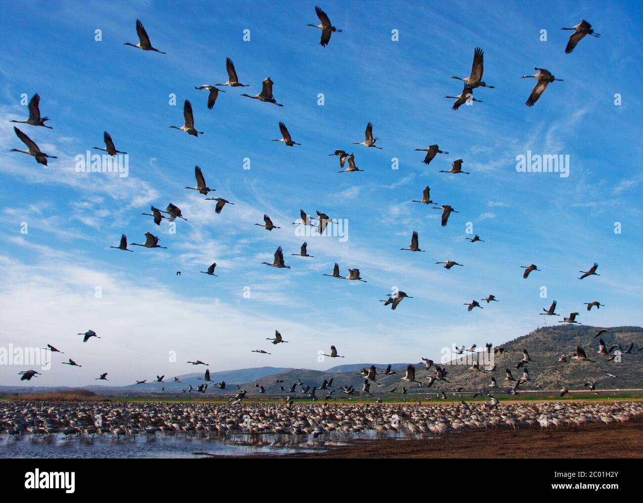 Common cranes grus grus lake hires