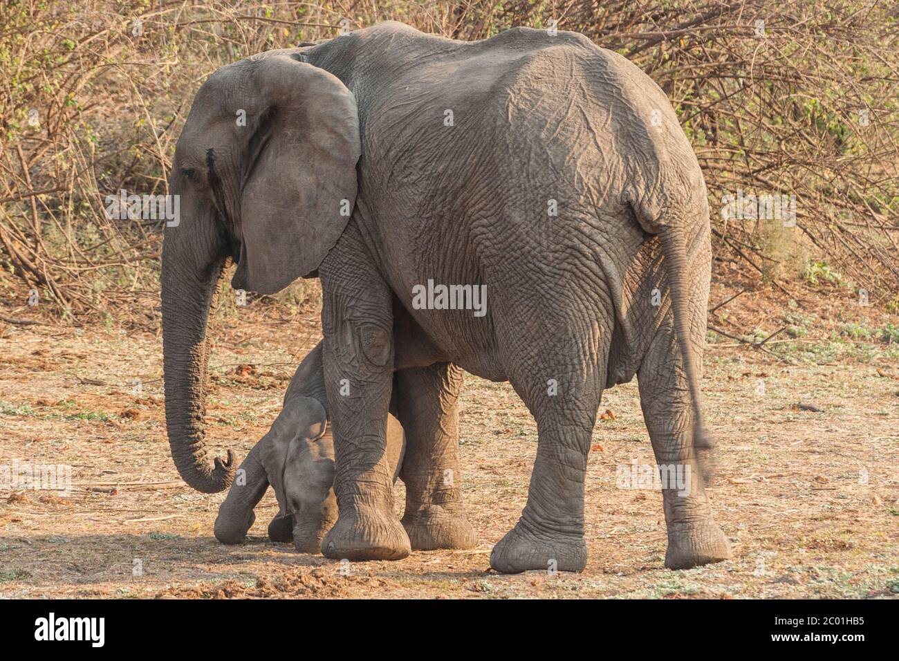 elephant mum with her little baby, south luangwa national park Stock Photo