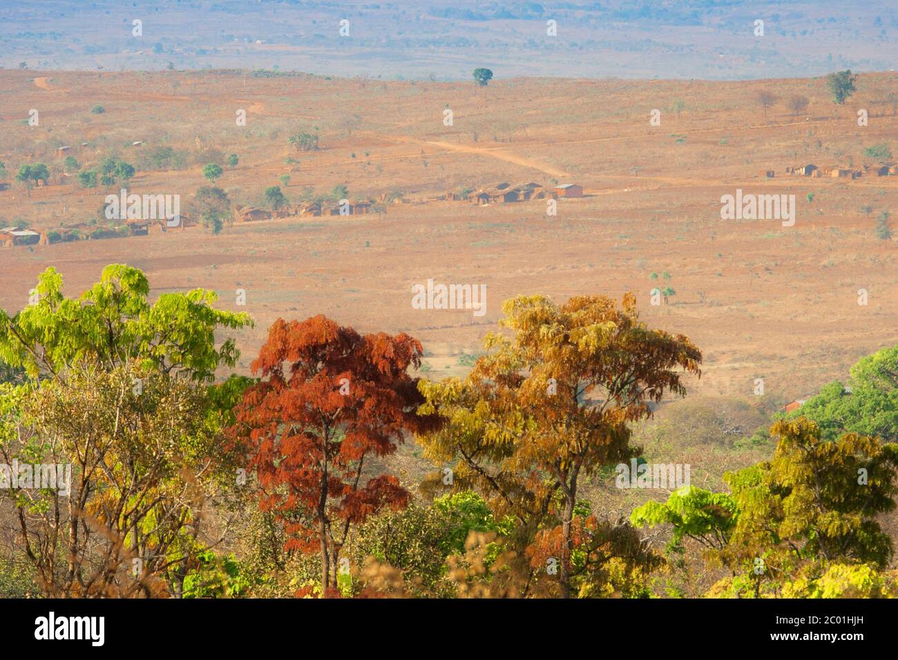 typical african landscape, here is zambia tree and field Stock Photo