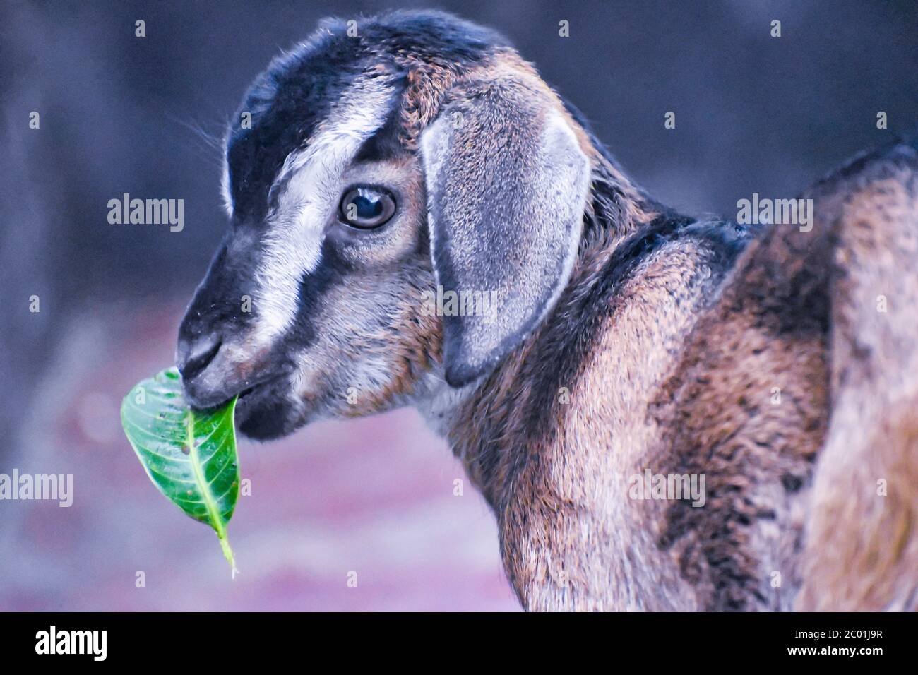 The domestic goat or simply goat is a subspecies of C. aegagrus domesticated from the wild goat of Southwest Asia and Eastern Europe. Stock Photo