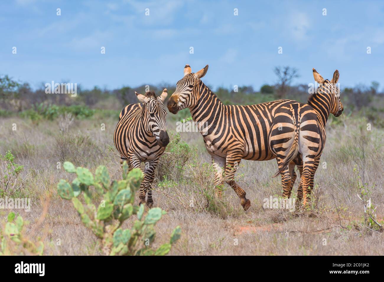 Zebras in the wild Stock Photo Alamy