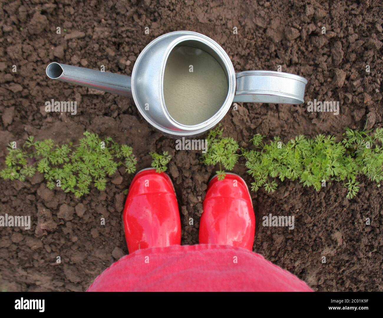 Rubber boots with watering can on grass, gardening concept Stock Photo