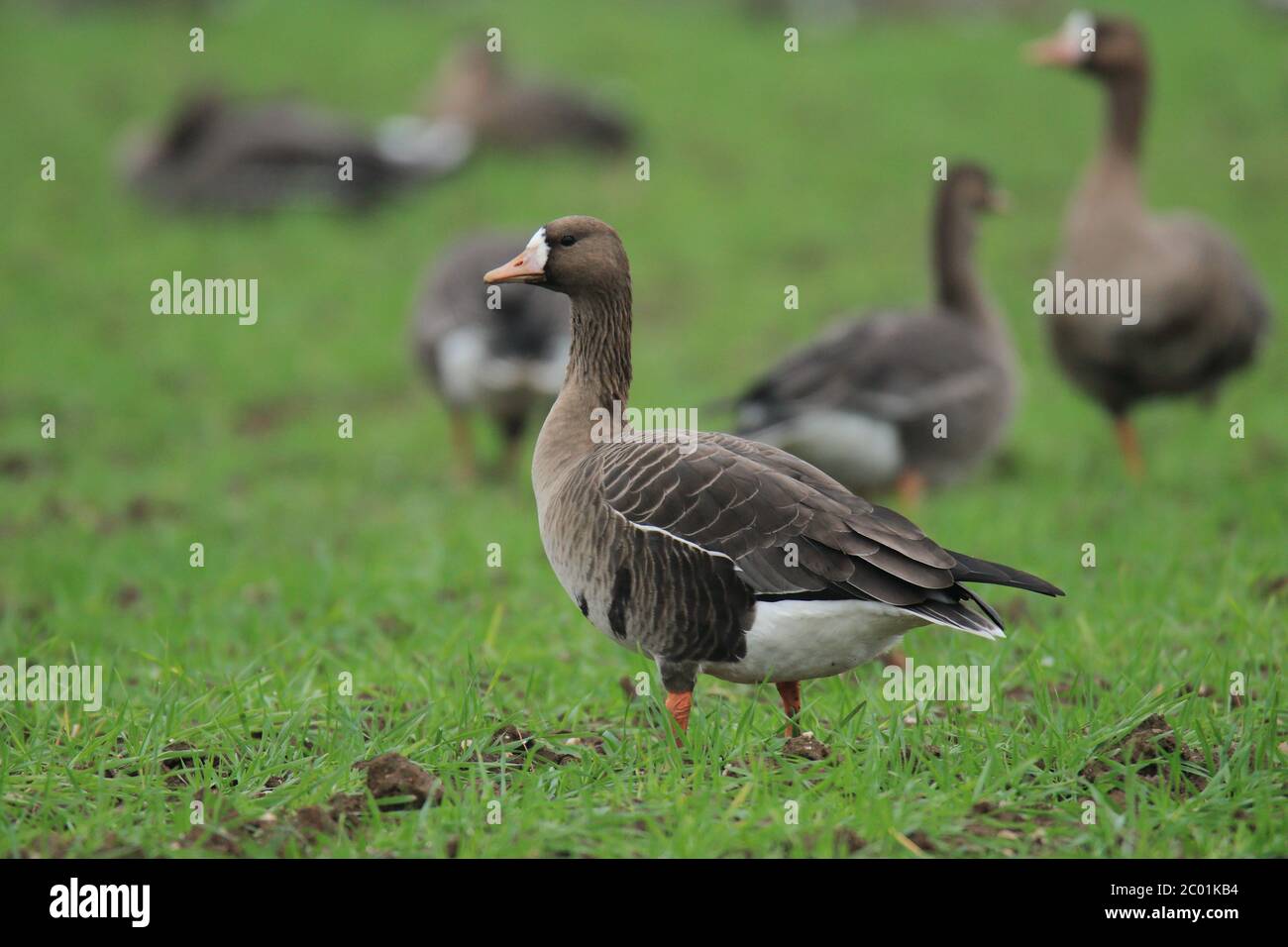 The Wild Geese High Resolution Stock Photography And Images Alamy