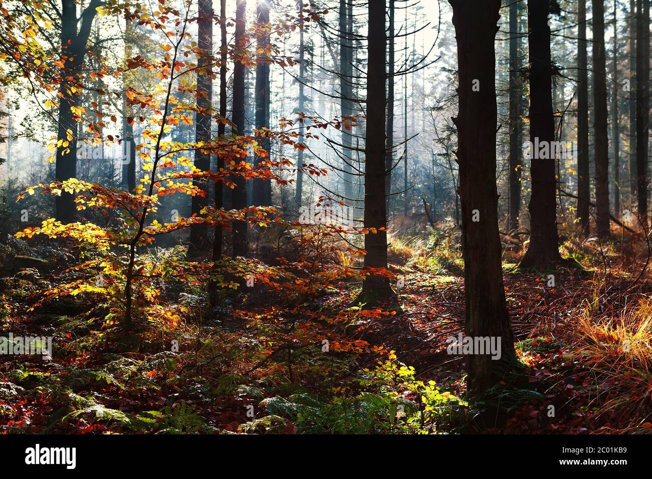 Sunlight forest hi-res stock photography and images - Alamy