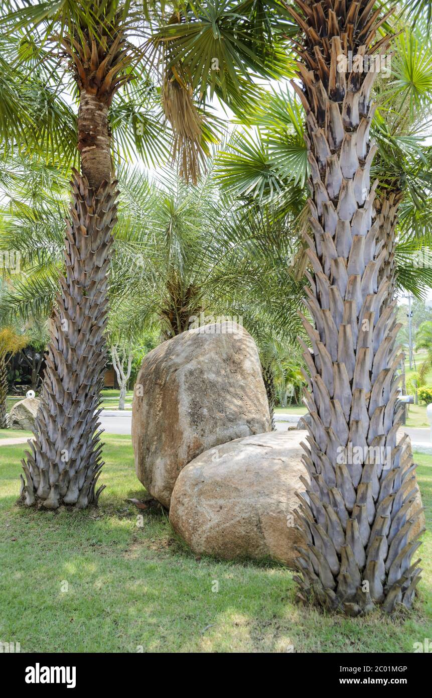 Palm tree in rock garden hi-res stock photography and images - Alamy