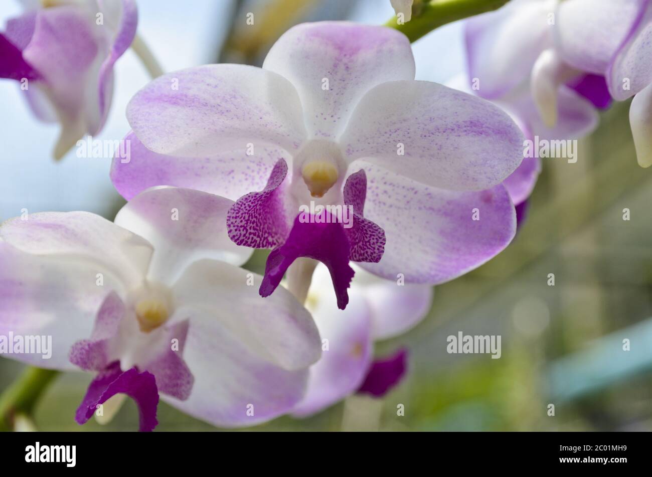 Dendrobium Orchid Hybrids Is White And Pink Stock Photo Alamy