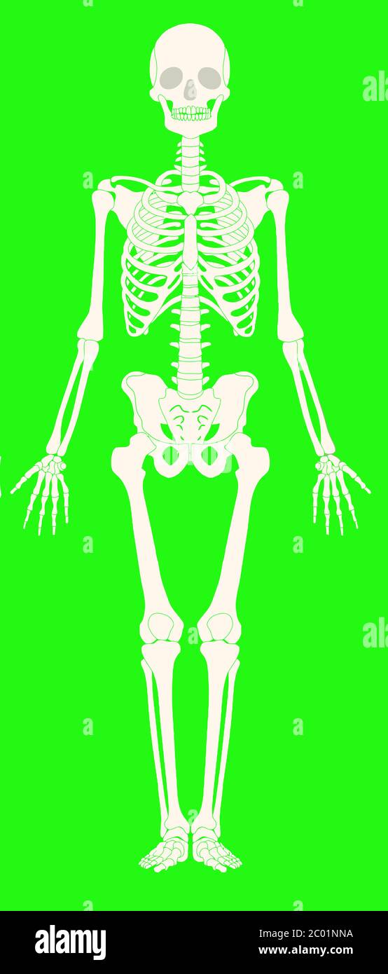 skeleton full body white bones green background illustration Stock