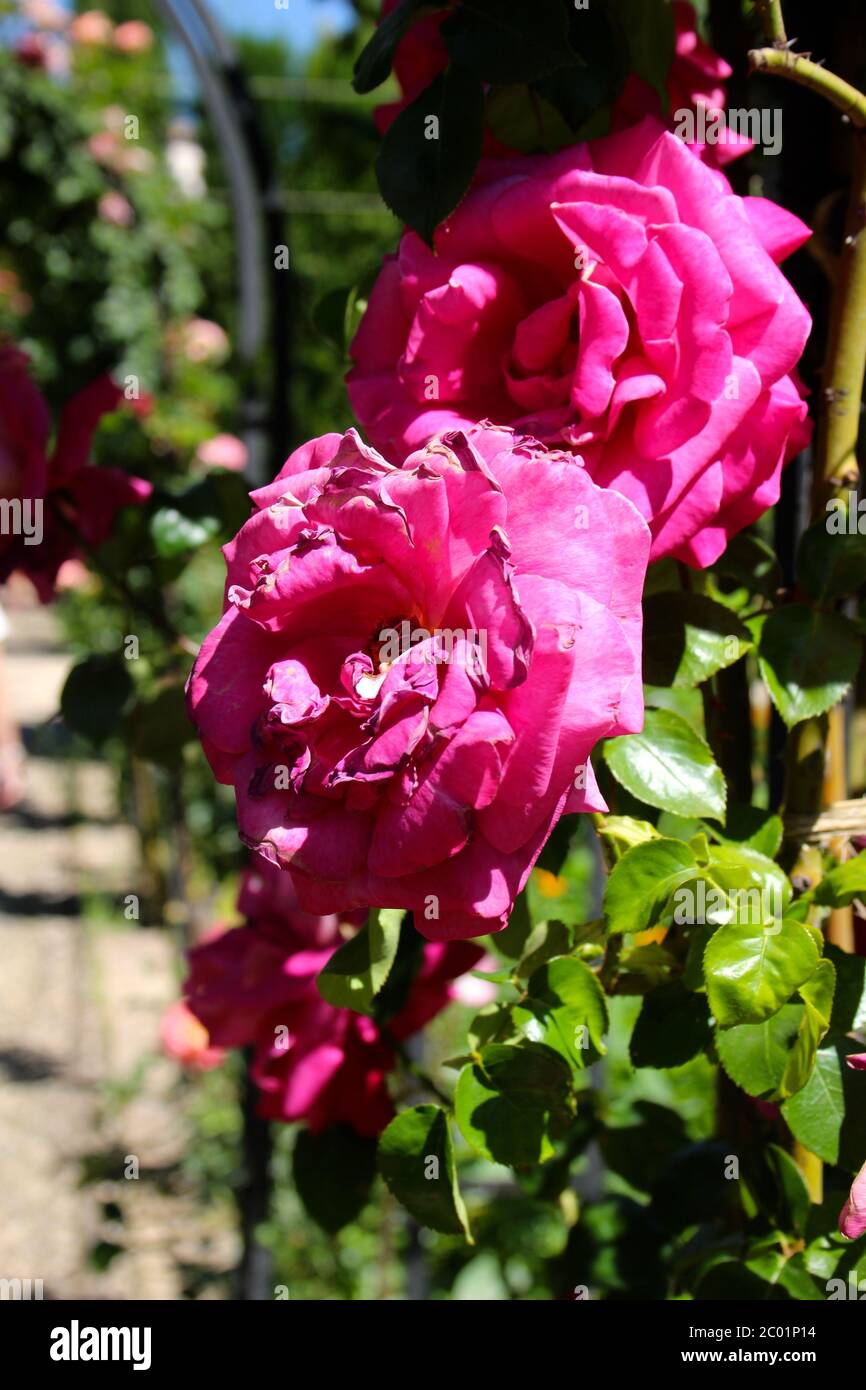 Pink roses in full bloom in the gardens of the Alhambra on a hot sunny day Granada Andalusia Spain Stock Photo