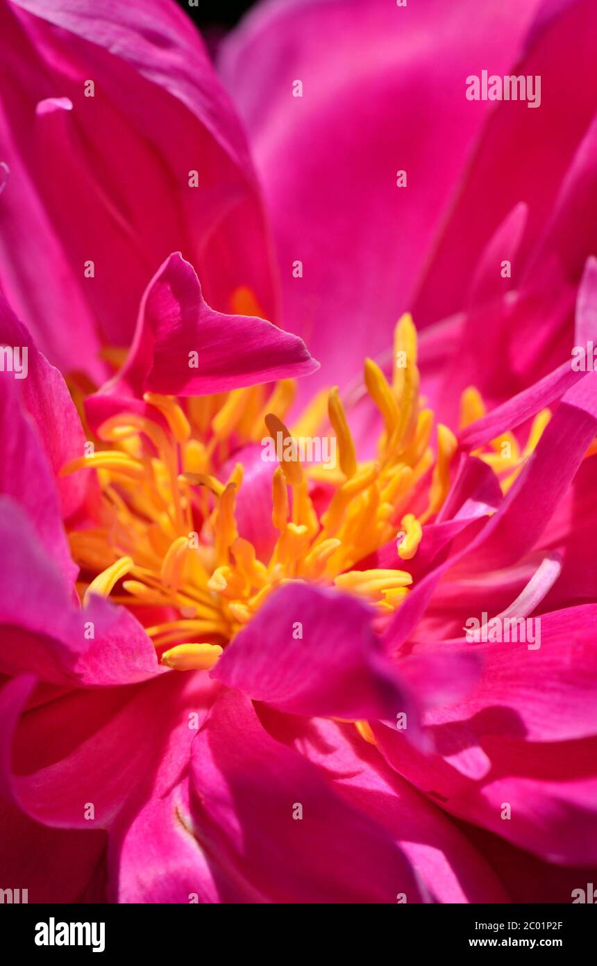 Pink tree peony Stock Photo - Alamy