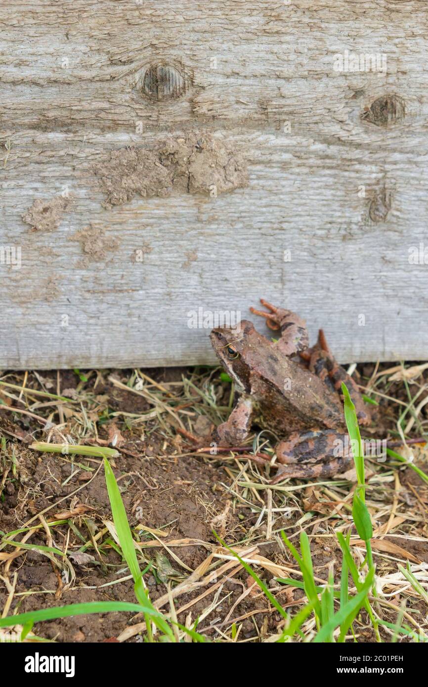 Brown spotted frog walks in the garden in summer Stock Photo