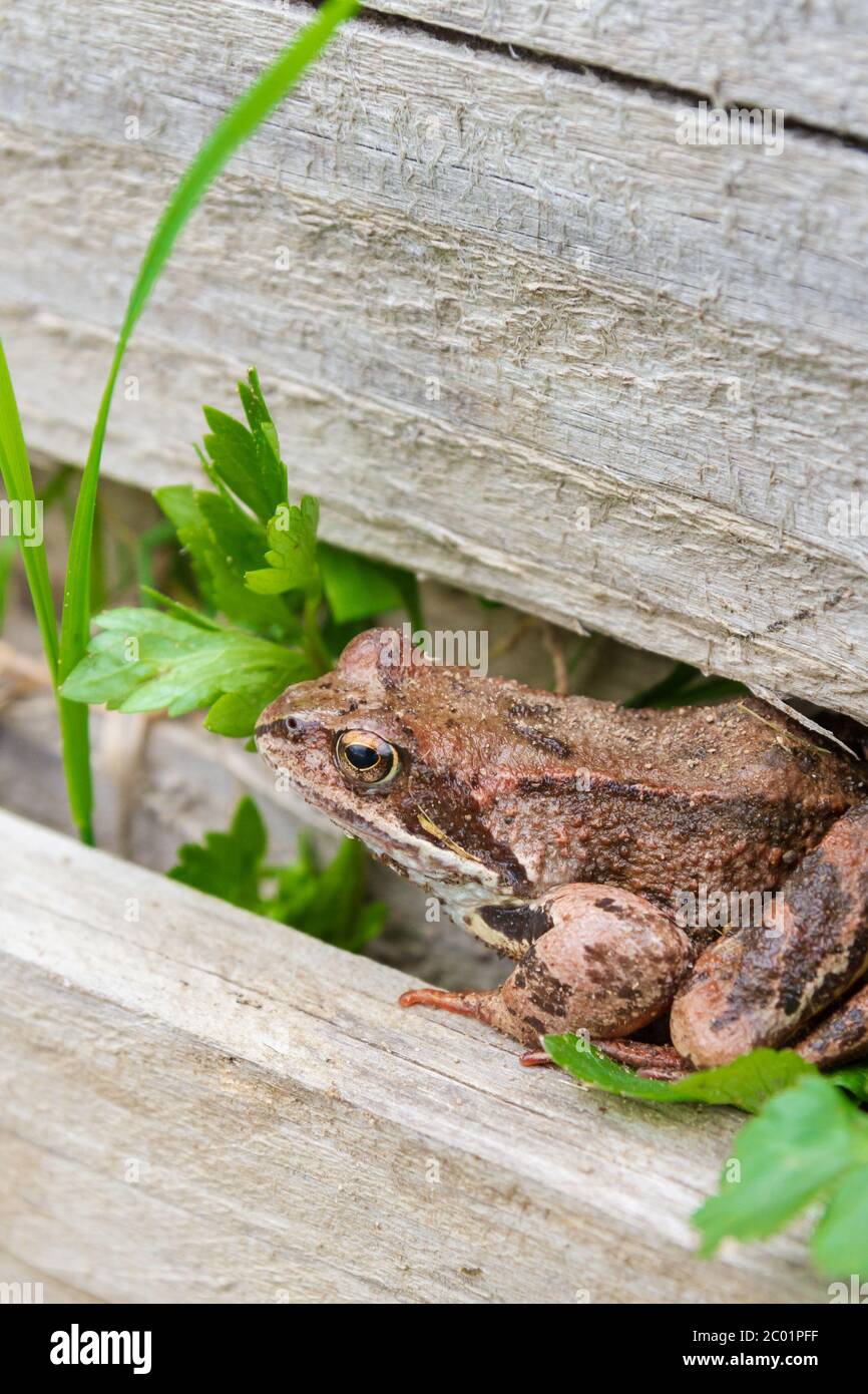 Brown spotted frog walks in the garden in summer Stock Photo