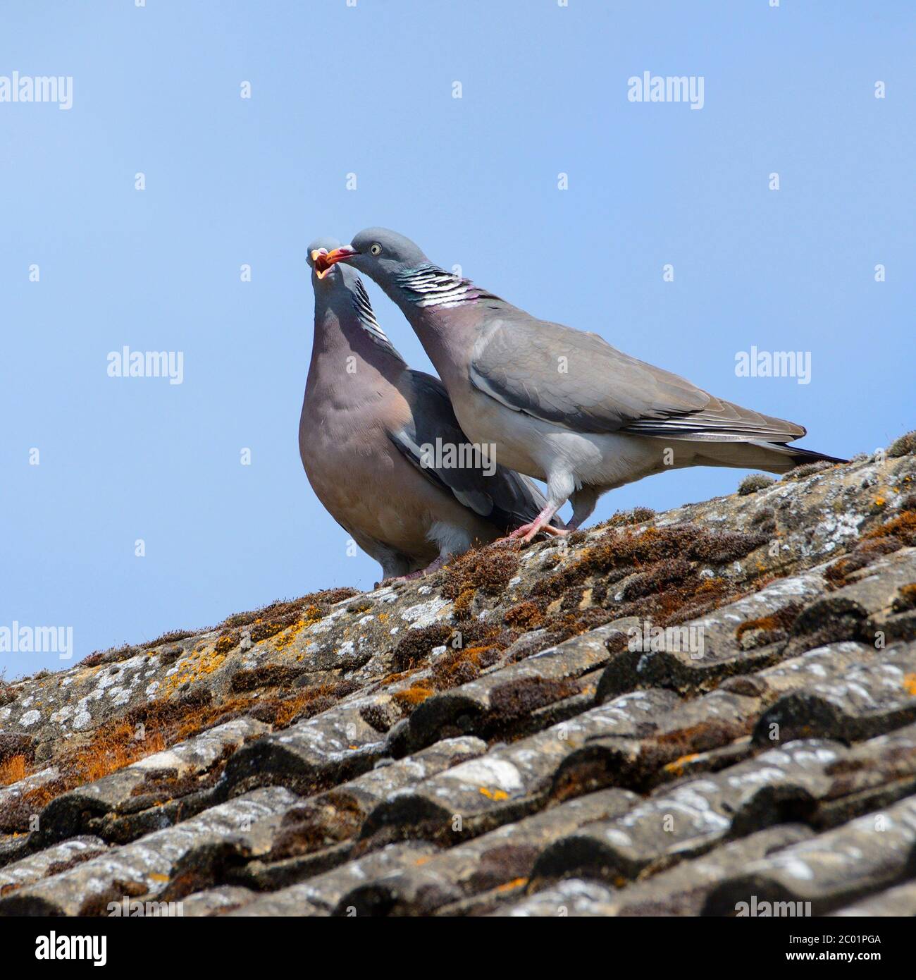 Wood pigeon (Columba palumbus) pair showing courtship behaviour on a house roof Stock Photo
