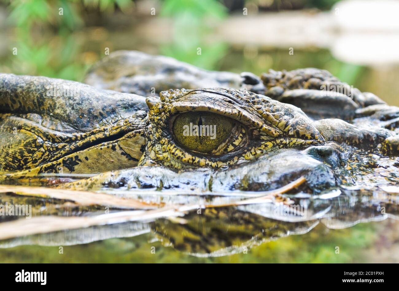 Eyes of the crocodile in water Stock Photo