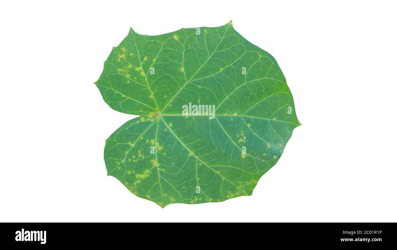 Jatropha leaves, one plant with various benefits for treating wounds, colds and others Stock Photo